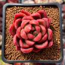 Echeveria Agavoides 'Abaresque' 2" Succulent Plant