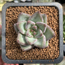 Echeveria 'Tremolo' 1" Small Succulent Plant