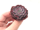 Echeveria 'Lovely' 2"-3" Succulent Plant