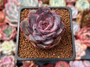 Echeveria 'Mirine' 1"-2" Succulent Plant