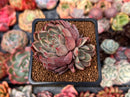 Echeveria Agavoides 'Magic Plot' 2" Cluster Succulent Plant