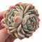 Echeveria Sp Bifurcated 4” Rare Succulent Plant