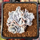 Echeveria 'Crispate Beauty' 2" Triple Headed Cluster Succulent Plant