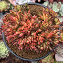 Echeveria Agavoides 'Elkhorn' Crested 4"-5" Succulent Plant