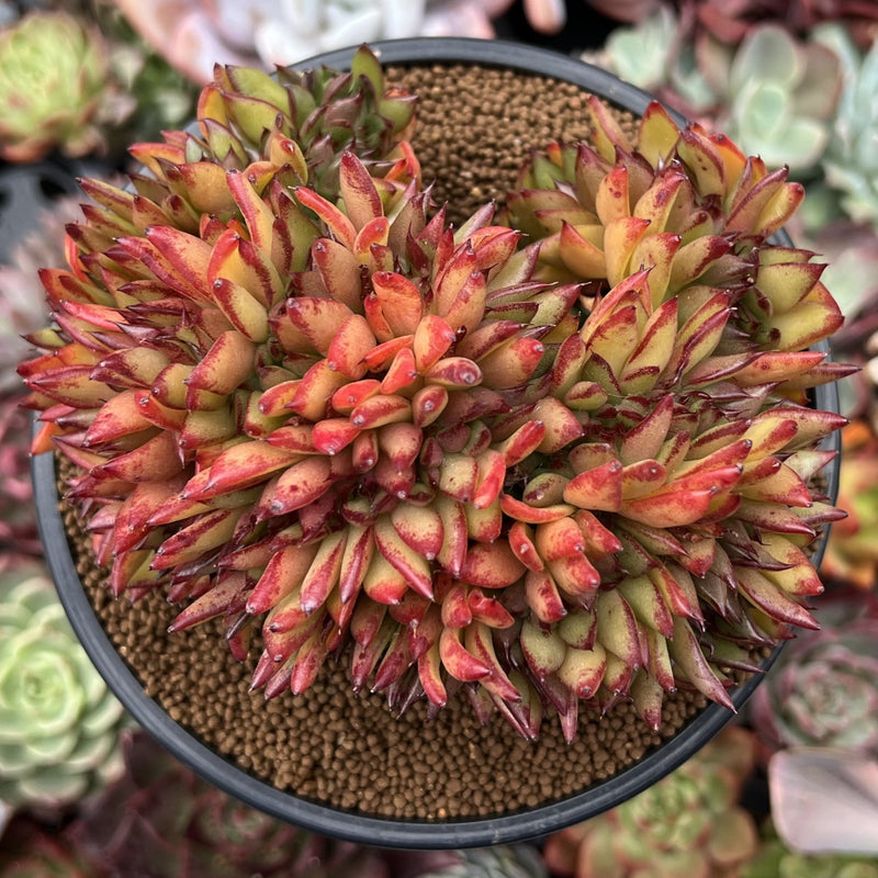 cristata succulent Echeveria Agavoides 'Elkhorn' Crested 4"-5" Succulent Plant – True Succulents  Plant Co