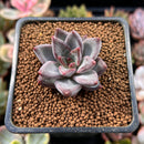 Echeveria 'Tremolo' 1" Succulent Plant