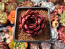 Echeveria Agavoides 'Healer' 2" Succulent Plant