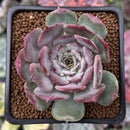 Echeveria 'Lovely' 2" Succulent Plant