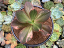 Echeveria 'Primadonna' Variegated 4" Succulent Plant