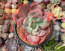 Echeveria 'Beserk' Variegated 4"-5" Succulent Plant