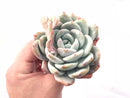 Echeveria Ivory 3”-4” Rare Succulent Plant