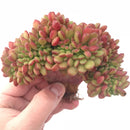 Echeveria Chubbs Crested Cluster 5”-6” Rare Succulent Plant