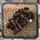 Echeveria 'Blackbird' Cluster 1"-2" Succulent Plant
