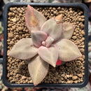 Echeveria 'Xichuensis' 2"-3" (Blemished) Succulent Plant