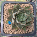 Echeveria 'Purpusorum' White Form 1" Succulent Plant