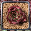 Echeveria Agavoides 'Electra' 2" Succulent Plant