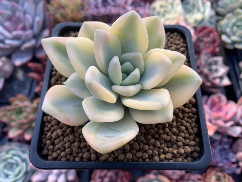 opalina succulent care Graptoveria 'Opalina' Variegated 3" Succulent Plant – True Succulents Plant Co