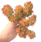 Sedum Cornophyllum Cluster 4"-5” Extra Large Specimen Rare Succulent Plant
