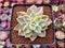 Graptoveria 'Harry Watson' Variegated 2"-3" Succulent Plant