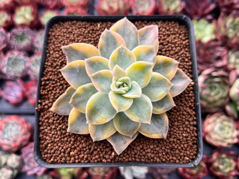 graptoveria succulent Graptoveria 'Harry Watson' Variegated 2"-3" Succulent Plant – True  Succulents Plant Co