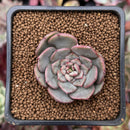 Echeveria 'Pinot Gris' 1" Succulent Plant
