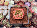 Echeveria 'Snow Angel' 1" Succulent Plant