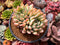 Echeveria 'King Midas' 3"-4" Succulent Plant