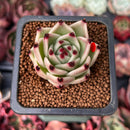 Echeveria Agavoides 'Blue Dragon' 1" Succulent Plant