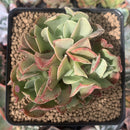 Echeveria 'Black Hawk' 3" Cluster Succulent Plant