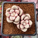 Echeveria 'Avant-garde' 2" Succulent Plant