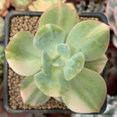 Echeveria 'Hakuhou' Variegated 3" Succulent Plant