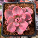 Graptoveria 'Mrs. Richards' Variegated 1" Succulent Plant