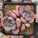 Echeveria 'Arandron' 2" Cluster Succulent Plant