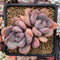 Echeveria 'Arandron' 2" Cluster Succulent Plant