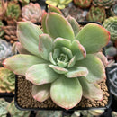 Echeveria 'Luella' Variegated 2" Succulent Plant
