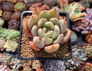 Echeveria 'Zenith' 3" Succulent Plant