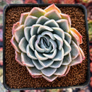 Echeveria 'Josephine' 2" Succulent Plant