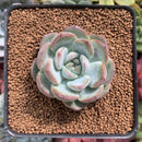 Echeveria 'Prada' 1"-2" Succulent Plant