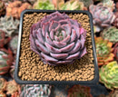 Echeveria 'Red Sunset' New Hybrid 2"-3" Succulent Plant