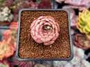Echeveria 'Zeta' 1" Succulent Plant