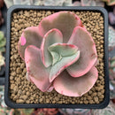 Echeveria 'Suyeon Frill' Variegated 2" Succulent Plant