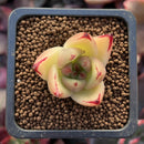Echeveria Agavoides 'Maria' 1/2" Small Seedling Succulent Plant