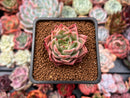 Echeveria 'El Greco' 2" Succulent Plant