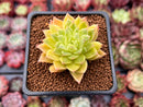 Echeveria Agavoides 'Francesca' Variegated 1"-2" Succulent Plant