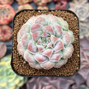 Echeveria 'Hearts Choice' 2" Succulent Plant