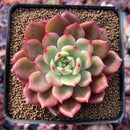 Echeveria Agavoides 'Star Boss' 2" Succulent Plant
