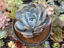 Echeveria 'Cream Sun' 5" (Not E. Ivory) Powdery Succulent Plant