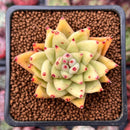 Echeveria Agavoides 'Gold Maria' 2" Succulent Plant