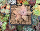 Echeveria 'Xichuensis' 2" Succulent Plant