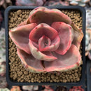 Echeveria 'Golden State' Variegated 2" Succulent Plant